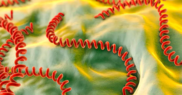 Лептоспироз