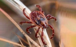 Профилактика клещевого энцефалита